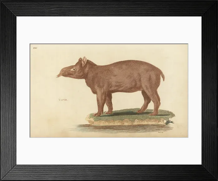 Framed Print : South American tapir, Tapirus terrestris subsp. terrestris Framed Print : South American tapir, Tapirus terrestris subsp. terrestris