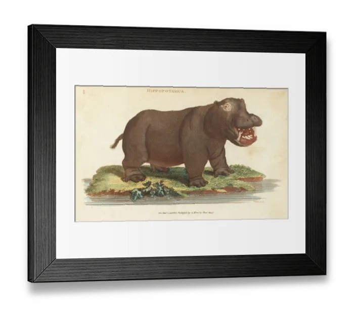 Framed Print : Common hippopotamus, Hippopotamus amphibius Framed Print : Common hippopotamus, Hippopotamus amphibius