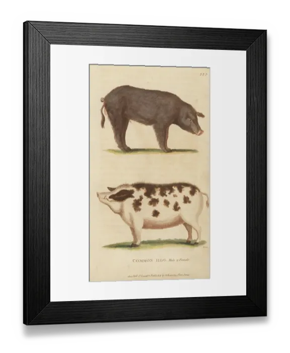 Framed Print : Domestic pig, Sus domesticus Framed Print : Domestic pig, Sus domesticus