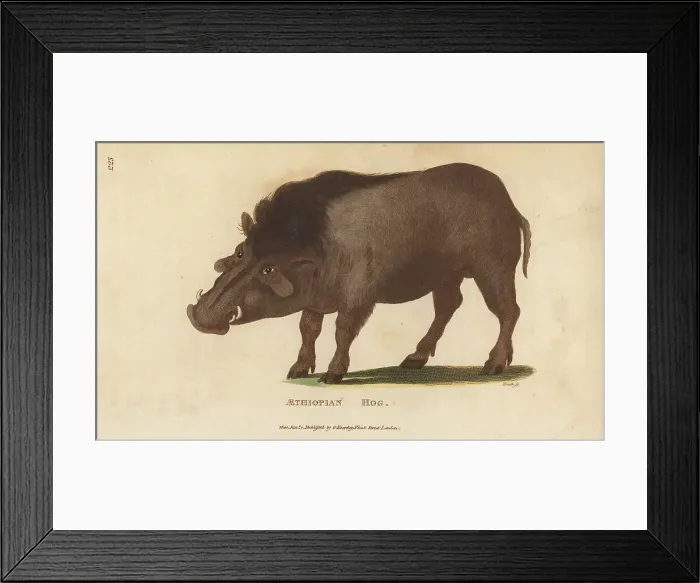 Framed Print : Common warthog, Phacochoerus africanus Framed Print : Common warthog, Phacochoerus africanus