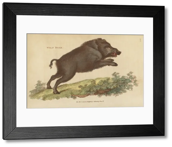 Framed Print : Wild boar, Sus scrofa Framed Print : Wild boar, Sus scrofa