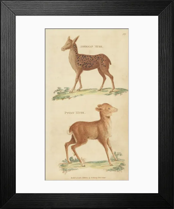 Framed Print : Red brocket and Java mouse-deer Framed Print : Red brocket and Java mouse-deer