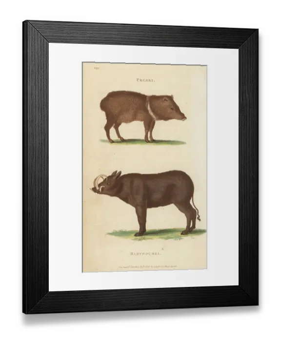 Framed Print : Collared peccary and Buru babirusa Framed Print : Collared peccary and Buru babirusa
