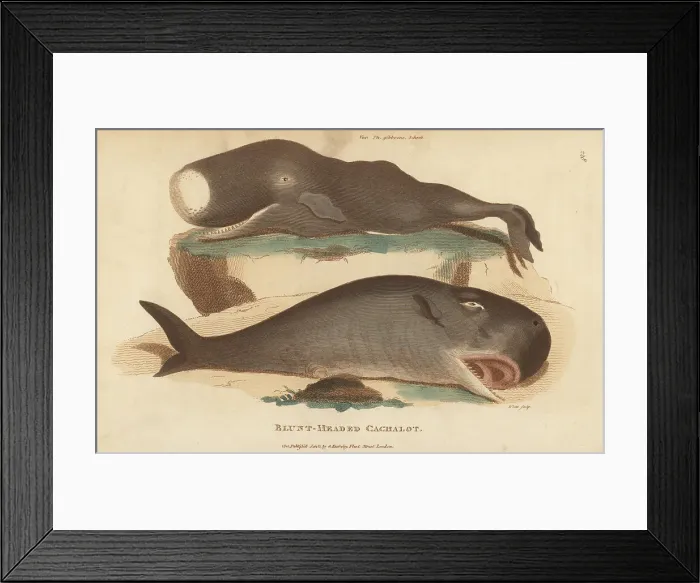 Framed Print : Sperm whale or cachalot, Physeter macrocephalus Framed Print : Sperm whale or cachalot, Physeter macrocephalus