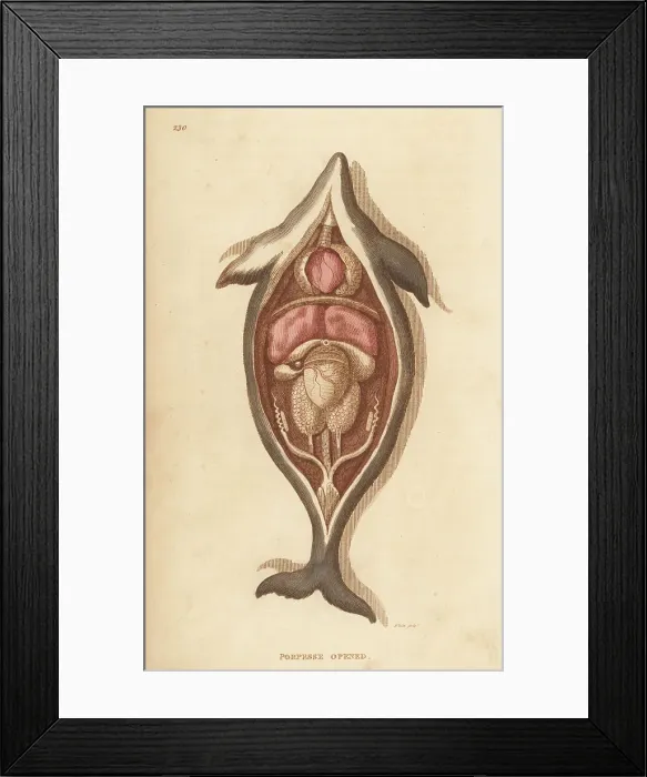 Framed Print : Anatomy of a harbour porpoise, Phocoena phocoena Framed Print : Anatomy of a harbour porpoise, Phocoena phocoena