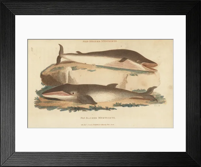 Framed Print : Humpback whale and fin whale Framed Print : Humpback whale and fin whale