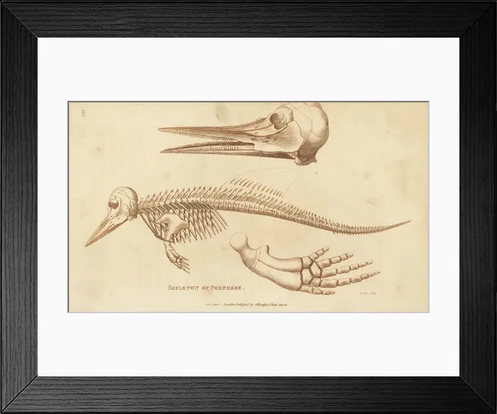 Framed Print : Skeleton of a harbour porpoise, Phocoena phocoena Framed Print : Skeleton of a harbour porpoise, Phocoena phocoena