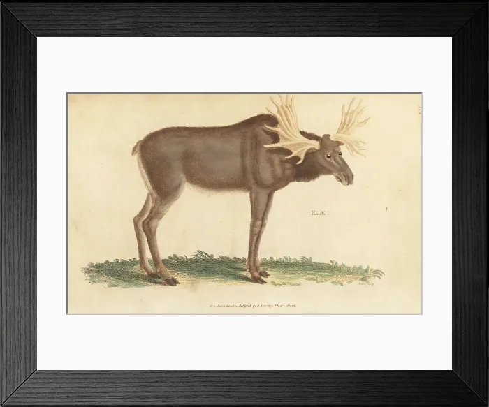 Framed Print : Elk or moose, Alces alces Framed Print : Elk or moose, Alces alces