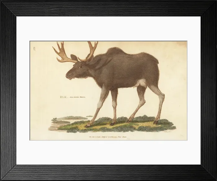Framed Print : Elk, Alces alces, specimen in the Leverian Museum Framed Print : Elk, Alces alces, specimen in the Leverian Museum