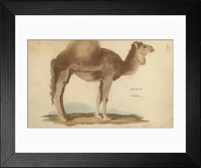 Framed Print : Arabian camel or dromedary, Camelus dromedarius Framed Print : Arabian camel or dromedary, Camelus dromedarius