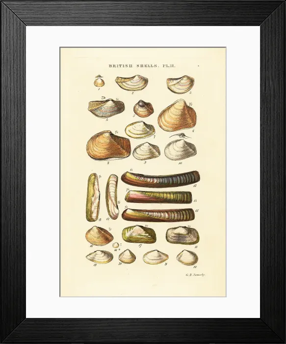 Framed Print : Razor shells, Solen marginata, Poromya granulata, etc Framed Print : Razor shells, Solen marginata, Poromya granulata, etc