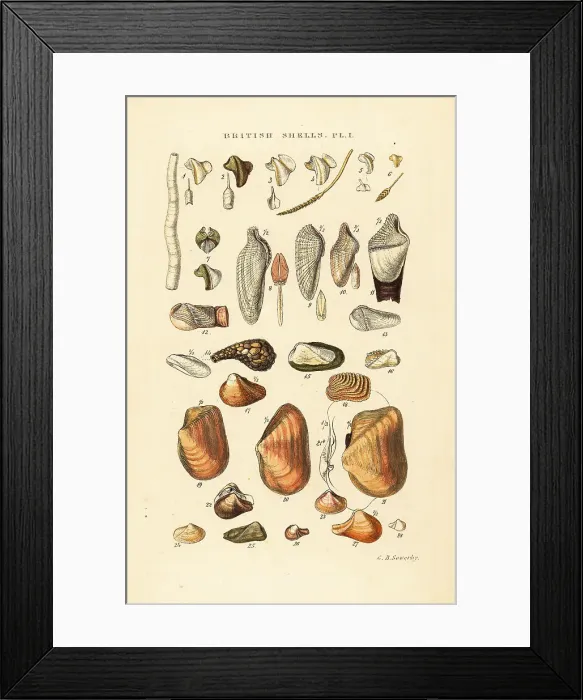 Framed Print : Ship worms, piddocks and other borers Framed Print : Ship worms, piddocks and other borers