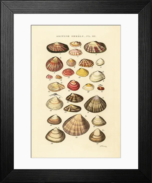 Framed Print : Tellin shells, Tellina crassa, Psammobia, Mactra. etc Framed Print : Tellin shells, Tellina crassa, Psammobia, Mactra. etc