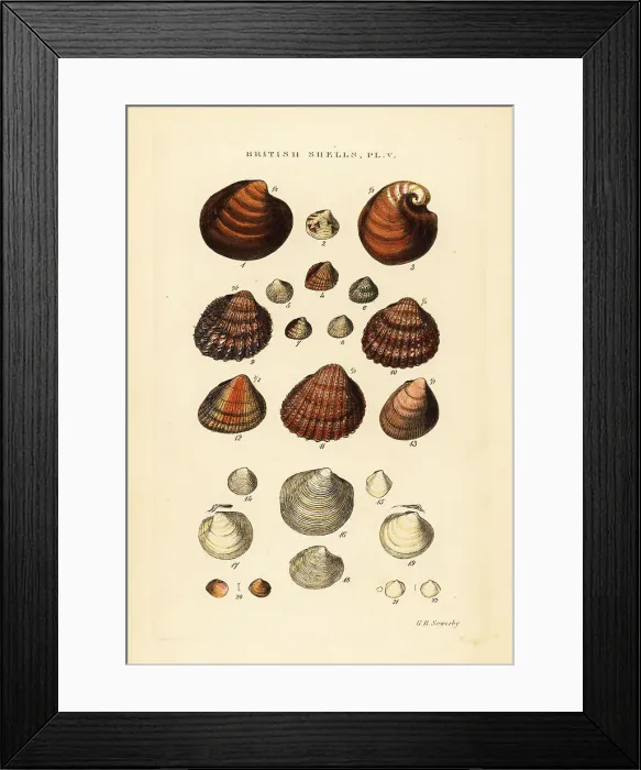 Framed Print : Cockles, Cardium exiguum, Circe minima, etc Framed Print : Cockles, Cardium exiguum, Circe minima, etc