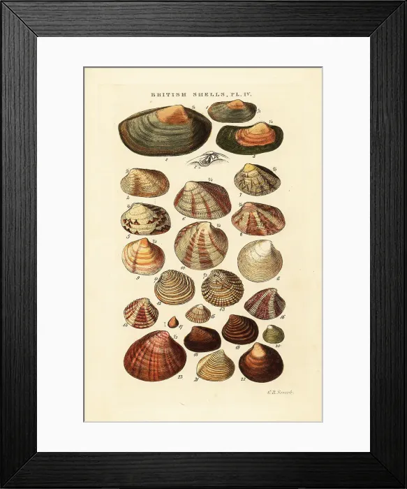 Framed Print : Saltwater clams, Venus casina, Astarte elliptica, etc Framed Print : Saltwater clams, Venus casina, Astarte elliptica, etc