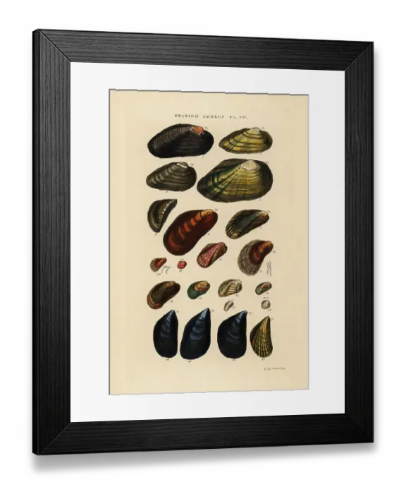 Framed Print : Freshwater and marine mussels Framed Print : Freshwater and marine mussels