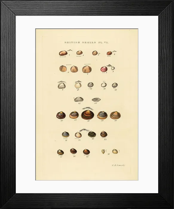 Framed Print : Marine bivalves, Kelliadae, and freshwater shells, Cycladidae Framed Print : Marine bivalves, Kelliadae, and freshwater shells, Cycladidae