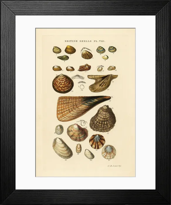 Framed Print : Oyster, Ostrea vulgaris, pen shell, Pinna pectinata, etc Framed Print : Oyster, Ostrea vulgaris, pen shell, Pinna pectinata, etc
