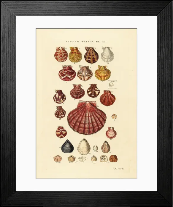 Framed Print : Scallops, Pecten maximus, Terebratula, Argiope, etc Framed Print : Scallops, Pecten maximus, Terebratula, Argiope, etc