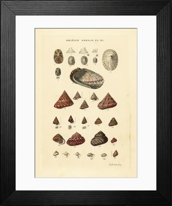 Framed Print : Ear shell, Haliotis, sea snails, Trochus, Margarita, etc Framed Print : Ear shell, Haliotis, sea snails, Trochus, Margarita, etc