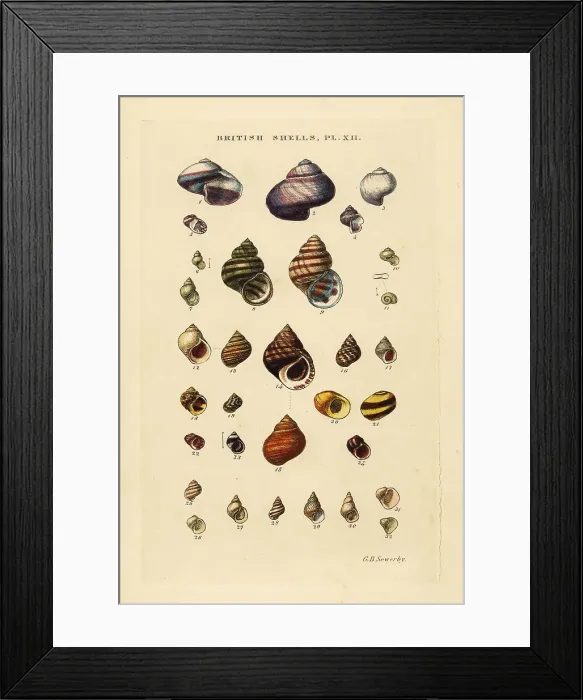 Framed Print : Wentletraps, Ianthina, freshwater shells, Bithynia, etc Framed Print : Wentletraps, Ianthina, freshwater shells, Bithynia, etc