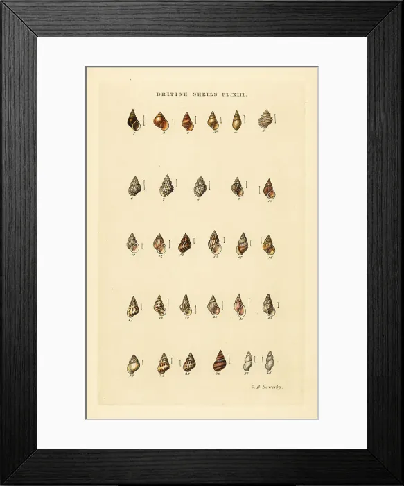 Framed Print : Minute sea shell varieties, Rissoa, Cingula, Assimina, etc Framed Print : Minute sea shell varieties, Rissoa, Cingula, Assimina, etc