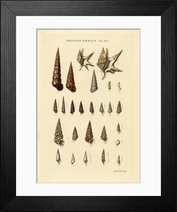 Framed Print : Sea snails, Turritella, pelican's foot, Aporrhais pespelecani, e Framed Print : Sea snails, Turritella, pelican's foot, Aporrhais pespelecani, e