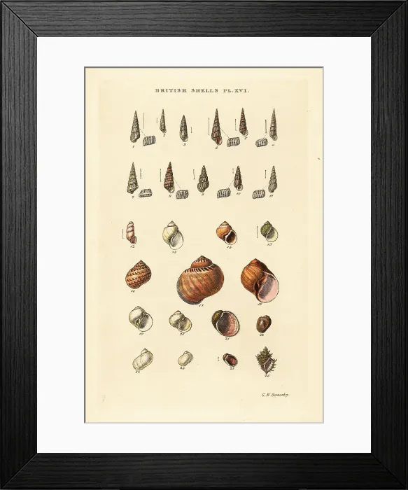 Framed Print : Small sea shell varieties, Turbonilla, etc Framed Print : Small sea shell varieties, Turbonilla, etc