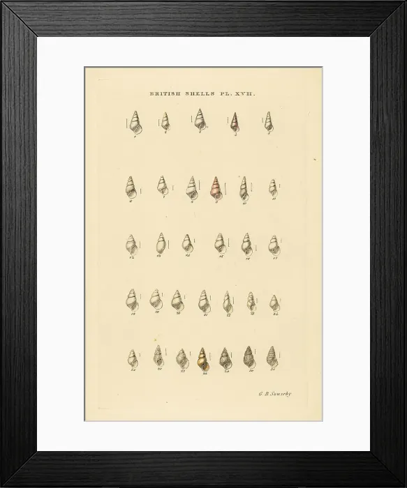 Framed Print : Minute pyramid sea shell varieties, Odostomia, etc Framed Print : Minute pyramid sea shell varieties, Odostomia, etc