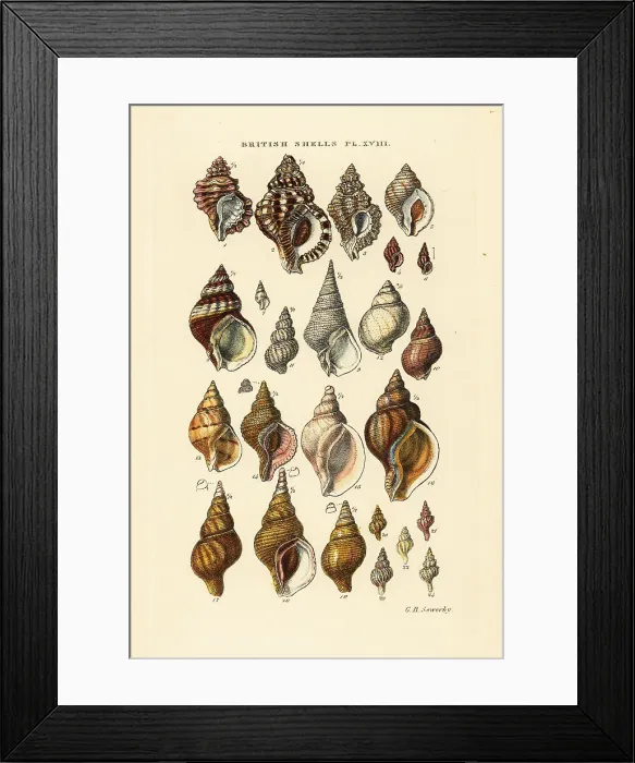 Framed Print : Triton shells, Ranella, rock snails, Murex, whelk, Bucchinum, et Framed Print : Triton shells, Ranella, rock snails, Murex, whelk, Bucchinum, et
