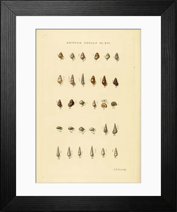 Framed Print : Minute sea shell varieties, Rissoa, Cingula, Assimina, etc Framed Print : Minute sea shell varieties, Rissoa, Cingula, Assimina, etc
