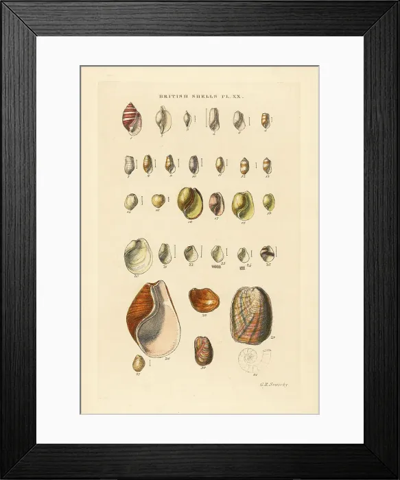 Framed Print : Bubble snails and sea snail varieties, Cylichna, Bulla, etc Framed Print : Bubble snails and sea snail varieties, Cylichna, Bulla, etc