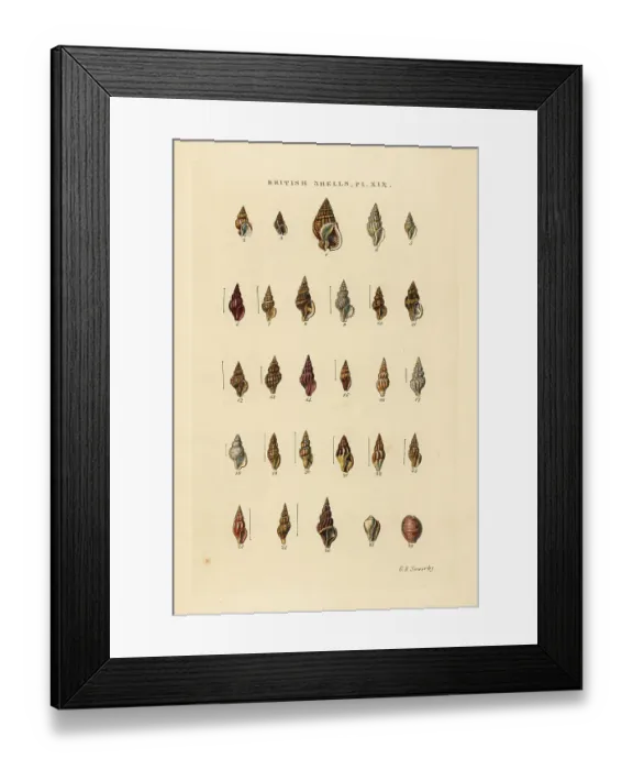 Framed Print : Rock snails, Tritia, Nassa, Mangelia, Erato, Cypraea, etc Framed Print : Rock snails, Tritia, Nassa, Mangelia, Erato, Cypraea, etc