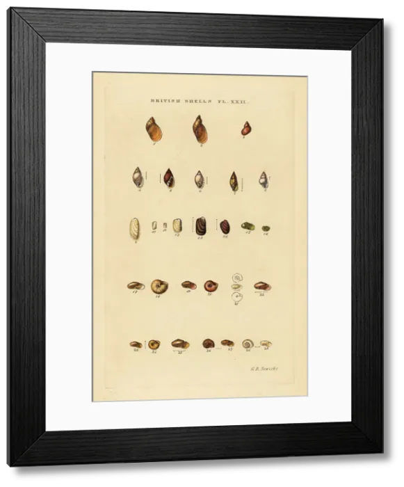 Framed Print : Land slugs and sea snails, Succinea, Limax, etc Framed Print : Land slugs and sea snails, Succinea, Limax, etc