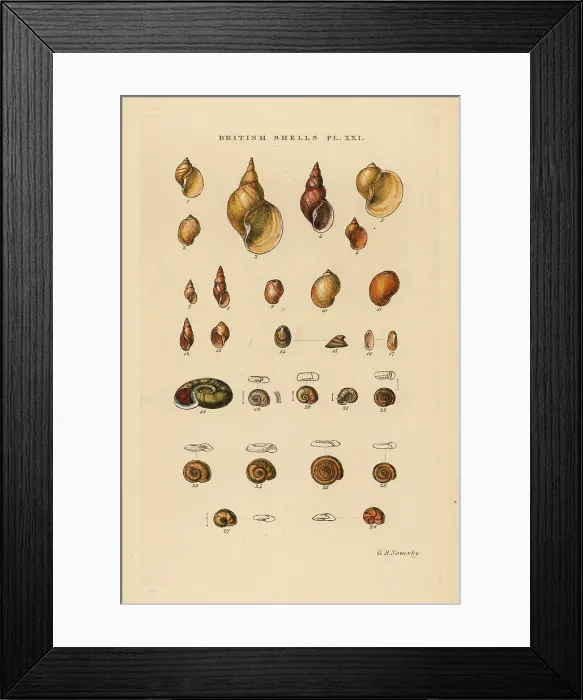 Framed Print : Freshwater snails, Limnæus, Physa, Ancylus, Planorbis, etc Framed Print : Freshwater snails, Limnæus, Physa, Ancylus, Planorbis, etc