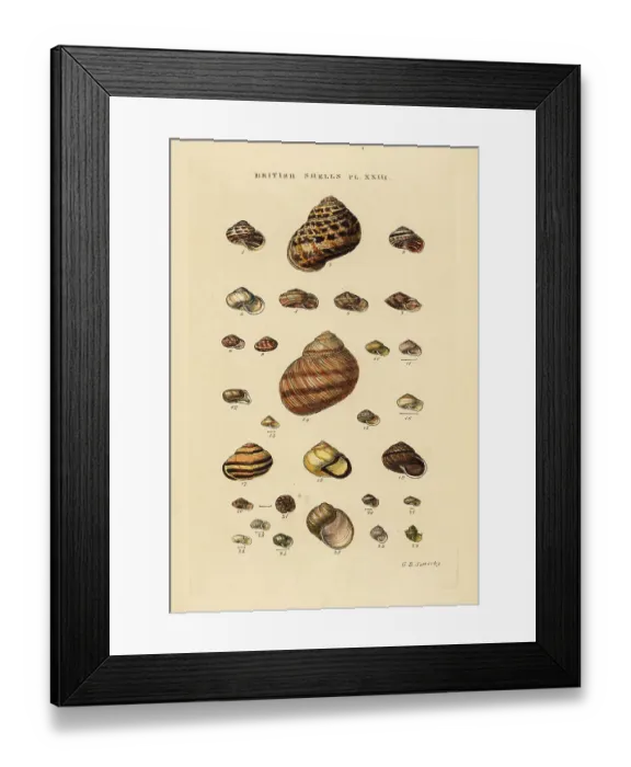 Framed Print : Garden snail, Cornu aspersum, Roman snail, Helix pomatia, etc Framed Print : Garden snail, Cornu aspersum, Roman snail, Helix pomatia, etc