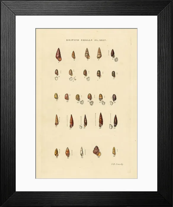 Framed Print : Freshwater long snails, Bulimus, Pupa, Balea, etc Framed Print : Freshwater long snails, Bulimus, Pupa, Balea, etc