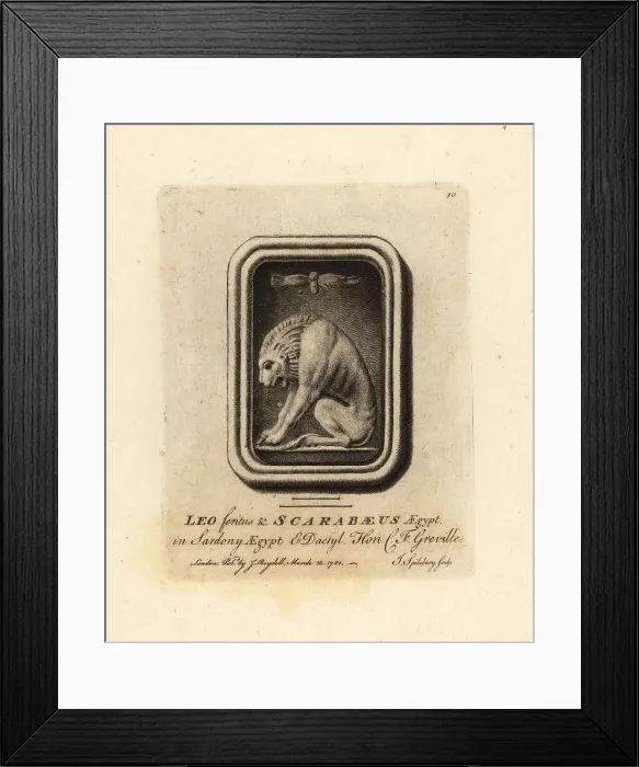 Framed Print : Lion and Egyptian scarab beetle Framed Print : Lion and Egyptian scarab beetle