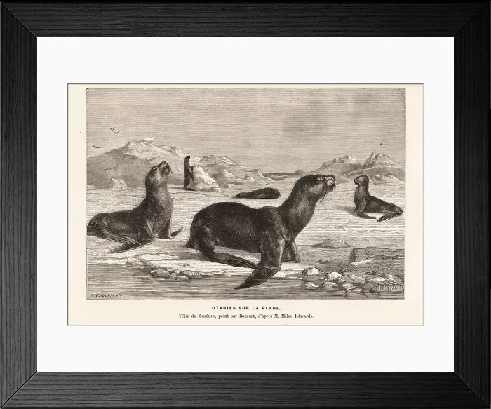 Framed Print : South American sea lions basking on a beach Framed Print : South American sea lions basking on a beach