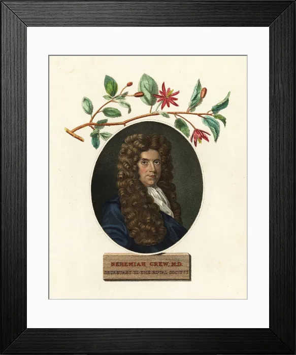 Framed Print : Portrait of Nehemiah Grew, physician and botanist Framed Print : Portrait of Nehemiah Grew, physician and botanist