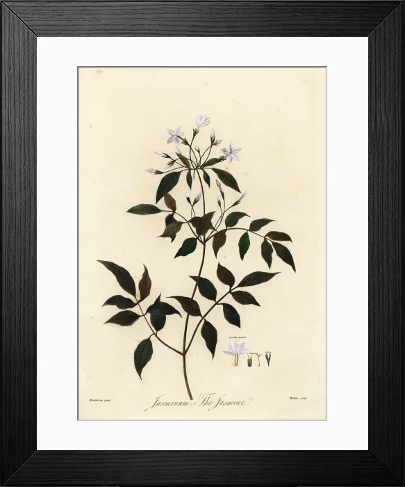 Framed Print : Jasmine, Jasminum officinale Framed Print : Jasmine, Jasminum officinale