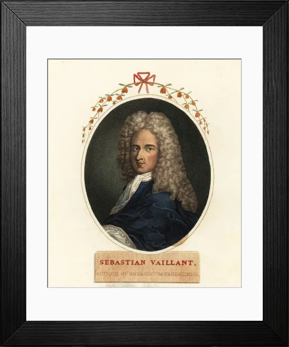 Framed Print : Portrait of Sebastian Vaillant, French botanist, 1669-1722 Framed Print : Portrait of Sebastian Vaillant, French botanist, 1669-1722