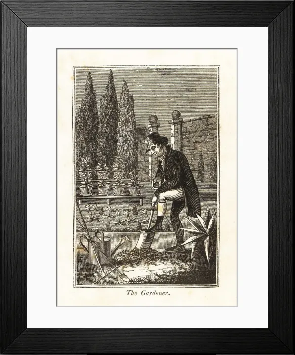 Framed Print : Regency gardener digging a flowerbed in a walled garden Framed Print : Regency gardener digging a flowerbed in a walled garden