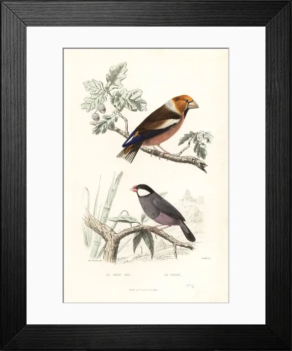 Framed Print : Hawfinch and Java sparrow Framed Print : Hawfinch and Java sparrow