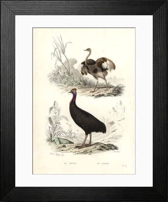 Framed Print : Greater rhea and southern cassowary Framed Print : Greater rhea and southern cassowary