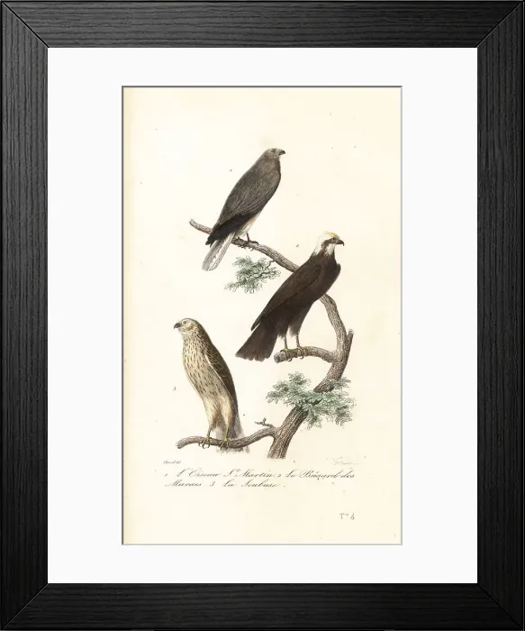 Framed Print : Hen harrier, Eurasian marsh-harrier and Montagu's harrier Framed Print : Hen harrier, Eurasian marsh-harrier and Montagu's harrier