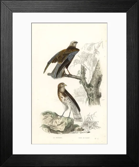 Framed Print : Western marsh harrier and short-toed snake eagle Framed Print : Western marsh harrier and short-toed snake eagle