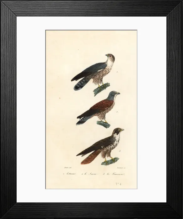 Framed Print : Western plantain-eater, saker falcon and peregrine Framed Print : Western plantain-eater, saker falcon and peregrine