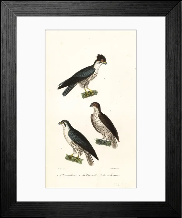 Framed Print : Merlin, Falco columbarius aesalon 1 Framed Print : Merlin, Falco columbarius aesalon 1