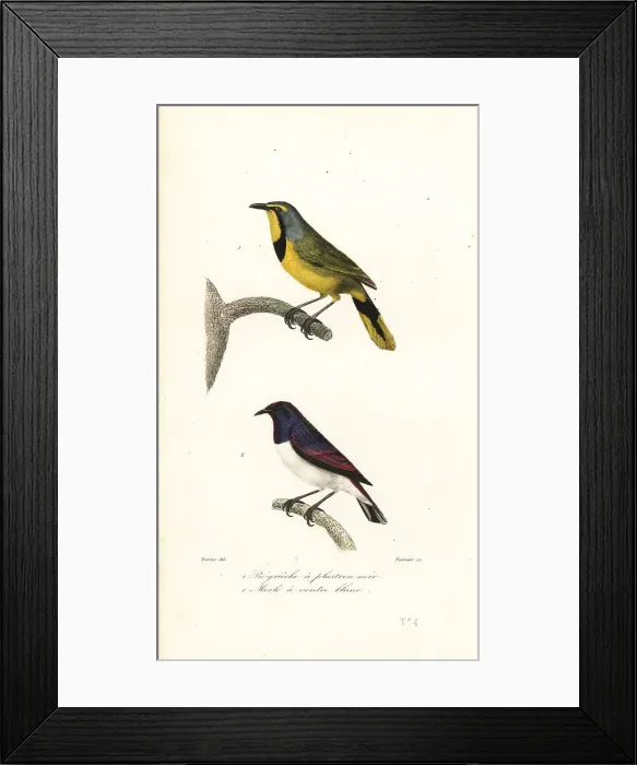 Framed Print : Bokmakierie and violet-backed starling Framed Print : Bokmakierie and violet-backed starling